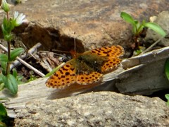 Boloria gong