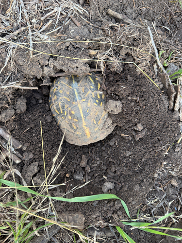 Ornate Box Turtle