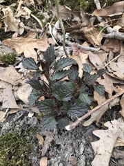 Urtica chamaedryoides