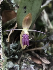 Pleurothallis talpinaria