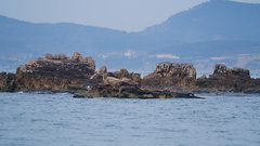 Phoca largha