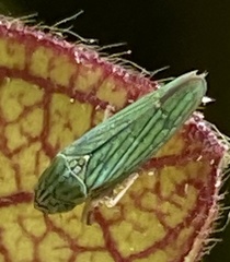 Graphocephala cythura