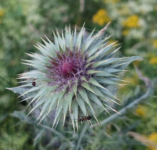 musk thistle