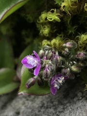 Tripogandra ionantha
