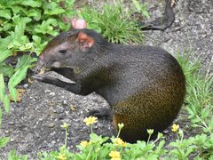Red-Rumped Agouti photo 5