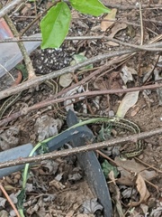 Thamnophis sirtalis