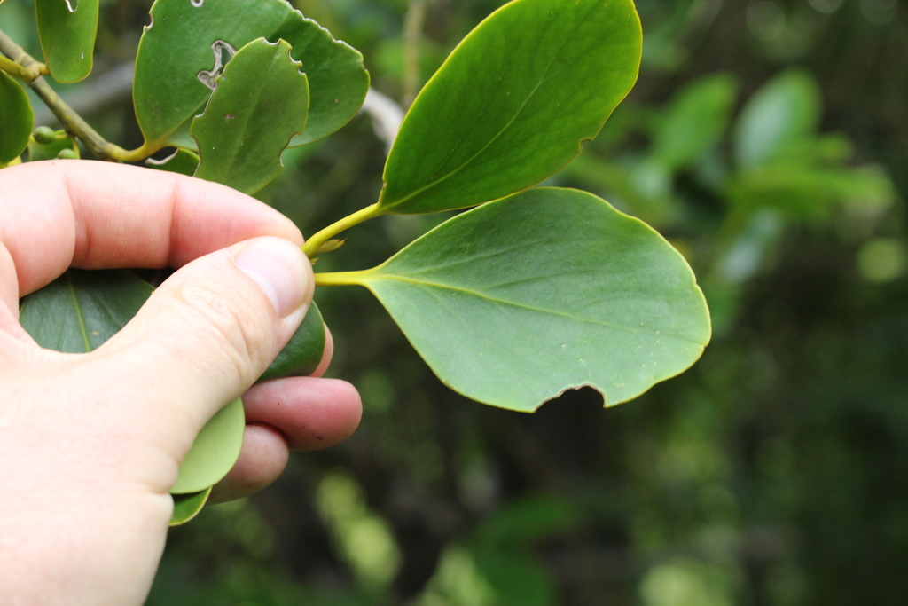 Contoh Broadleaf Broadleaf (Beginners Guide to Canterbury Flora) · iNaturalist