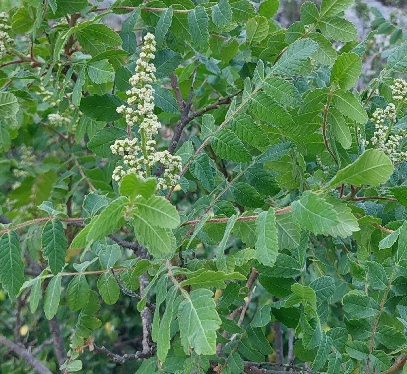 Rhus coriaria; photograph (c) Mario Garofano, some rights reserved (CC BY)