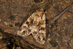 Pachetra sagittigera