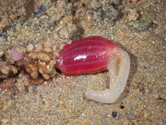 Ochetostoma erythrogrammon