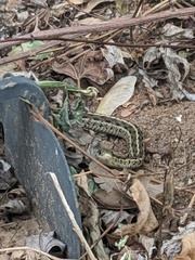 Thamnophis sirtalis