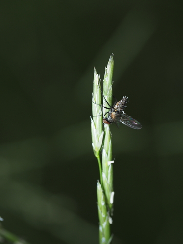 Fliegentöter
