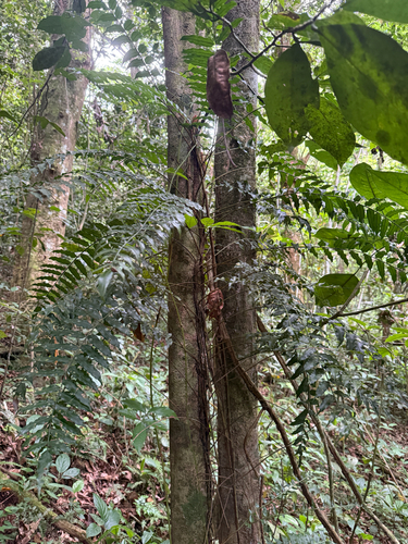 Lomagramma observed 2026-05-18