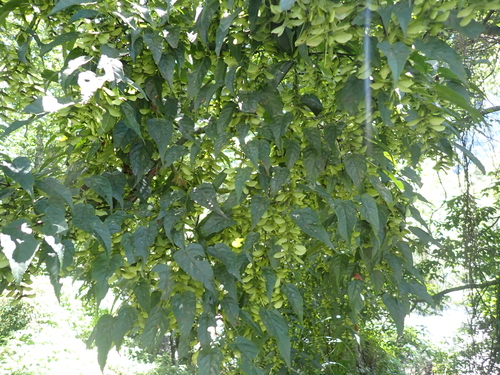 Acer caudatifolium, photograph 1