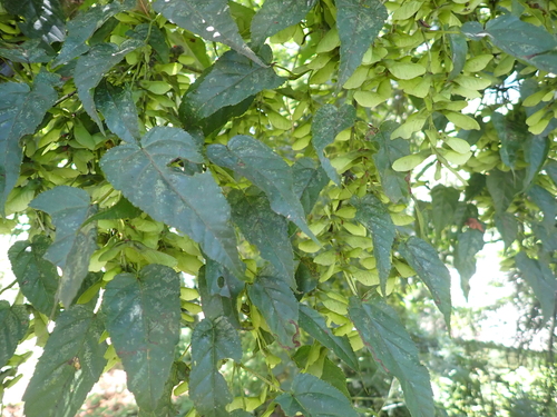 Acer caudatifolium, photograph 2