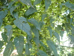 Acer caudatifolium, photograph (c) crothfels, some rights reserved (CC BY)