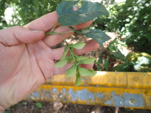 Acer caudatifolium, photograph 3