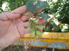 Acer caudatifolium, photograph (c) crothfels, some rights reserved (CC BY)