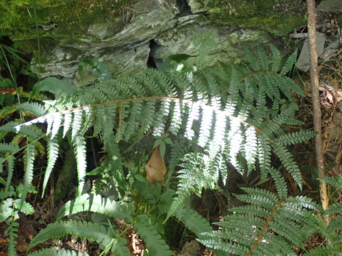 Polystichum makinoi observed 2026-06-18