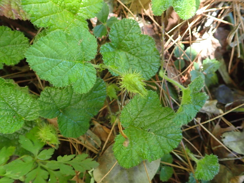 Rubus pectinellus, photograph 4