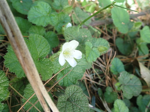 Rubus pectinellus, photograph 3
