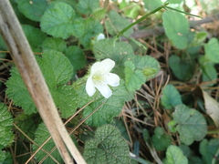 Rubus pectinellus, photograph (c) crothfels, some rights reserved (CC BY)