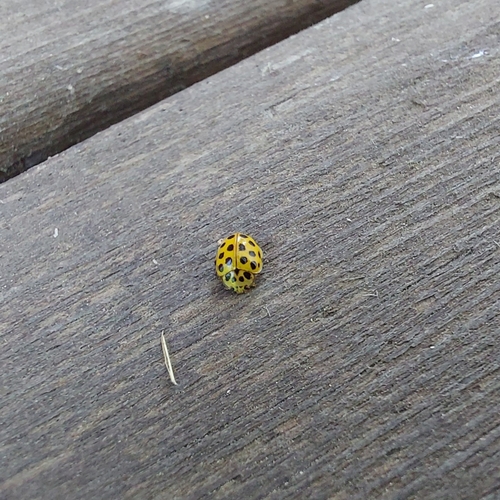 22-spot Ladybird