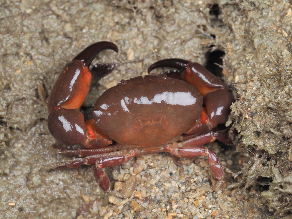 Lachnopodus