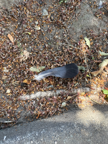 Rock Pigeon