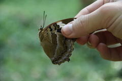 Charaxes numenes aequatorialis