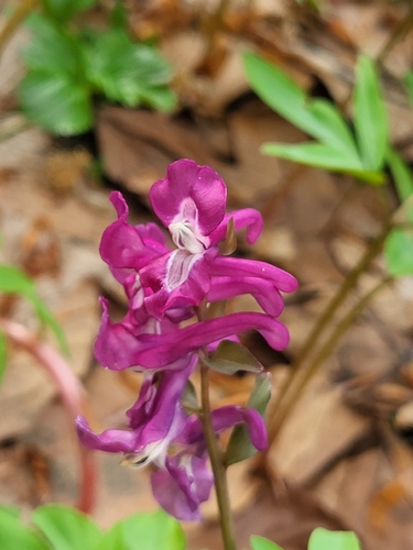 Corydalis cava, 2026-06-19