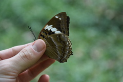 Charaxes numenes aequatorialis