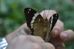 Charaxes numenes aequatorialis