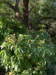 Aesculus pavia flavescens