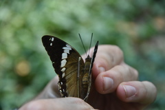 Charaxes numenes aequatorialis