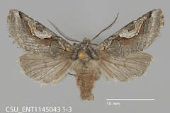 Stretchia plusiaeformis