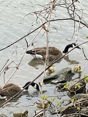 Branta canadensis