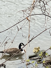 Branta canadensis