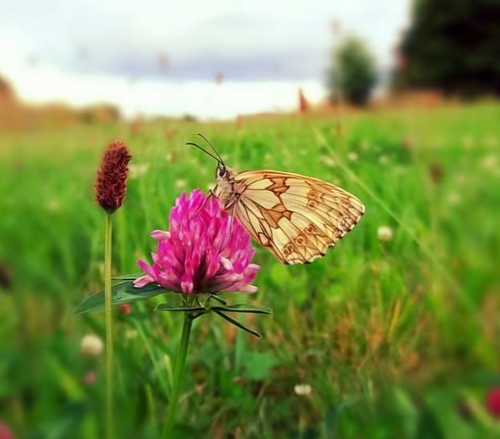 Marbled White