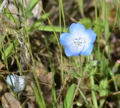 Nemophila menziesii integrifolia