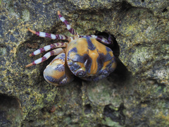 Lydia annulipes