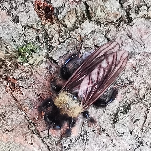 Laphria ephippium