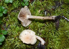 Meottomyces