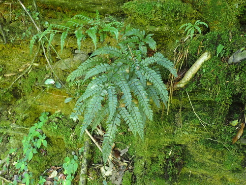 Arachniodes amabilis (Arachniodes amabilis)