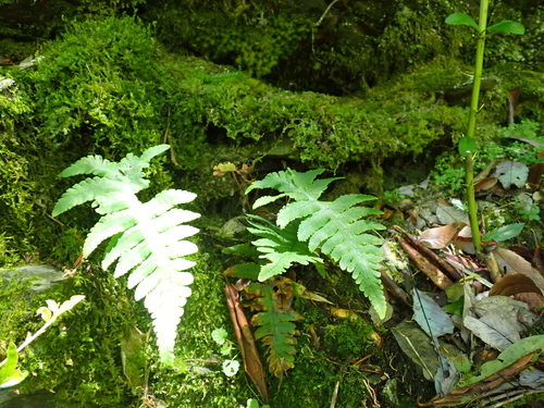 Gymnocarpium oyamense (Gymnocarpium oyamense)