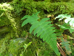 Gymnocarpium oyamense, photograph (c) crothfels, some rights reserved (CC BY)