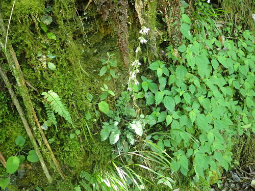 Salvia hayatae, photograph 1