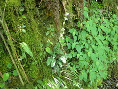 Salvia hayatae, photograph (c) crothfels, some rights reserved (CC BY)