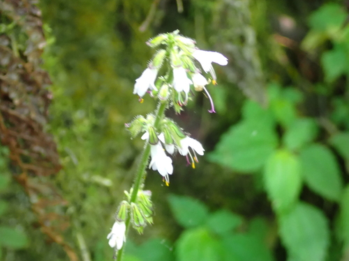 Salvia hayatae