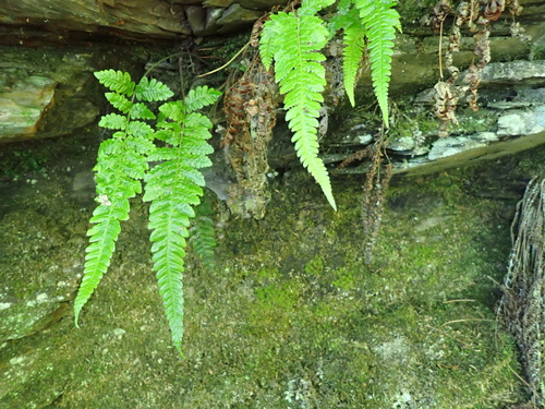 Leptogramma totta observed 2026-06-18